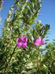 : - Leucophyllum frutescens
