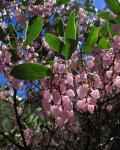 : - Arctostaphylos stanfordiana