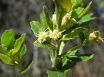 :-Baccharis retusa