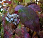 : - Cornus sericea subsp. sericea