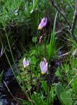 : - Dodecatheon subalpinum