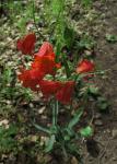 Scharlachrote Fritillarie - Fritillaria recurva