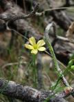 : - Linum australe