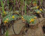 : - Acmispon brachycarpus