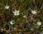 : - Minuartia californica