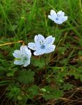 Blaue Hainblume - Nemophila menziesii