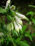 : - Onosmodium helleri