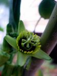 Fledermaus-Passionsblume - Passiflora coriacea