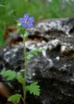 : - Phacelia congesta
