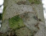 : - Quercus buckleyi
