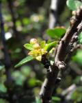 : - Rhamnus crocea
