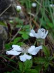 Glänzende Himbeere-Rubus trivialis