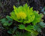 : - Sanicula arctopoides