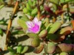 Meerportulak - Sesuvium portulacastrum