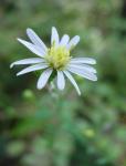 : - Symphyotrichum drummondii