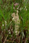 : - Thysanocarpus curvipes