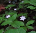 : - Trientalis europaea subsp. latifolia