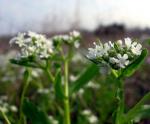 : - Valerianella amarella
