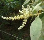 : - Buddleja americana