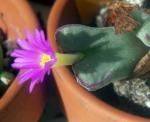 : - Conophytum chauviniae