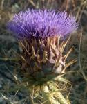 : - Cynara humilis
