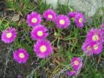 Rote Mittagsblume - Carpobrotus acinaciformis