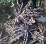 : - Euphorbia decaryi