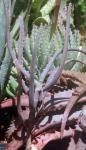 : - Aloe antandroi