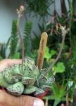 : - Adromischus cooperi