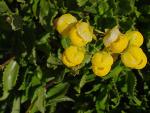 : - Calceolaria dentata