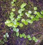 : - Lemmaphyllum microphyllum