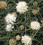 Weißblütiger Schuppenkopf - Cephalaria leucantha