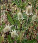 Schlitzblatt-Karde - Dipsacus laciniatus