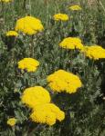 Goldgarbe - Achillea filipendulina