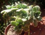 : - Aeonium haworthii