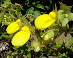 : - Calceolaria tomentosa