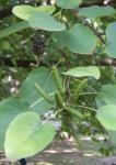 Herzblättrige Erle - Alnus cordata
