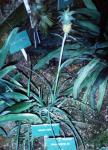 : - Ananas nanus