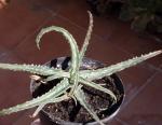 :-Aloe fleuretteana