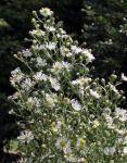 : - Aster tataricus