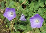 Karpaten-Glockenblume - Campanula carpatica