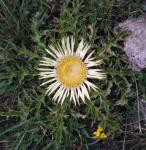 Akanthusblättrige Eberwurz - Carlina acanthifolia