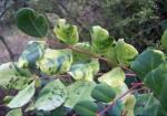 Johannisbrotbaum - Ceratonia siliqua