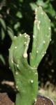 : - Consolea rubescens