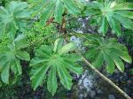 : - Cecropia angustifolia