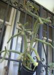 : - Cylindropuntia imbricata