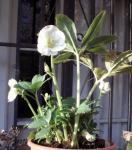Schneerose - Helleborus niger
