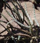 : - Cereus spegazzinii