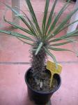 : - Pachypodium geayi