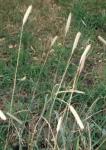 Knolliges Lieschgras - Phleum bertolonii